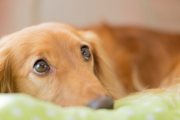 「あなたを動物に例えると何ですか?」 「あなたを動物に例えると何ですか?」