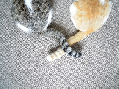 【恋愛をしているときはどんな動物?】 【恋愛をしているときはどんな動物?】