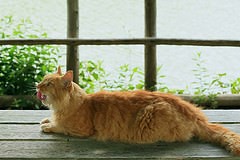 ◆のんびりする ◆のんびりする